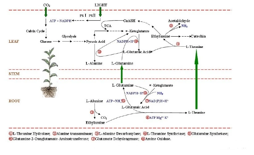 Natural Theanine2