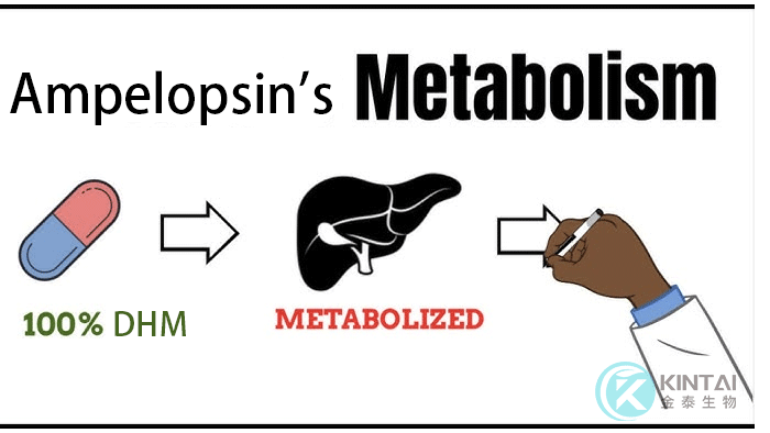 dihydromyricetin (DHM) Ampelopsin's Bioavailability And Metabolism dihydromyricetin (DHM) Ampelopsin's Bioavailability And Metabolism